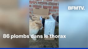 Picardie: un chat retrouvé assassiné avec 86 plombs dans le thorax et la tête