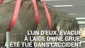 Un camion transportant des éléphants se retourne en Espagne 