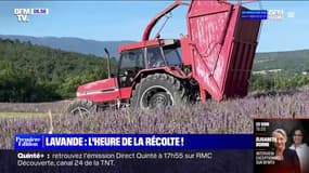 La récolte de la lavande a commencé 