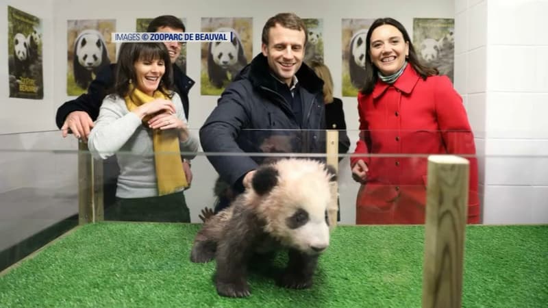 Le bébé panda hébergé par le zoo de Beauval.