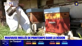 Hauts-de-France: mauvaise miellée de printemps cette année