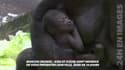 Première apparition publique d'un bébé gorille au zoo de Moscou