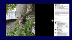 Un chien avant d'avoir été mortellement attaqué par des guêpes dans les Hauts-de-France le 1er septembre