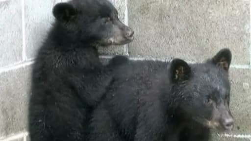 Les deux oursons ont été accueillis dans un refuge pour animaux sauvages.