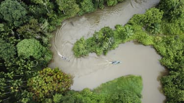 Forêt tropicale en Indonésie, le 12 janvier 2019