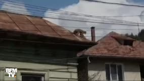 Ce petit singe s'échappe d'un zoo en Roumanie