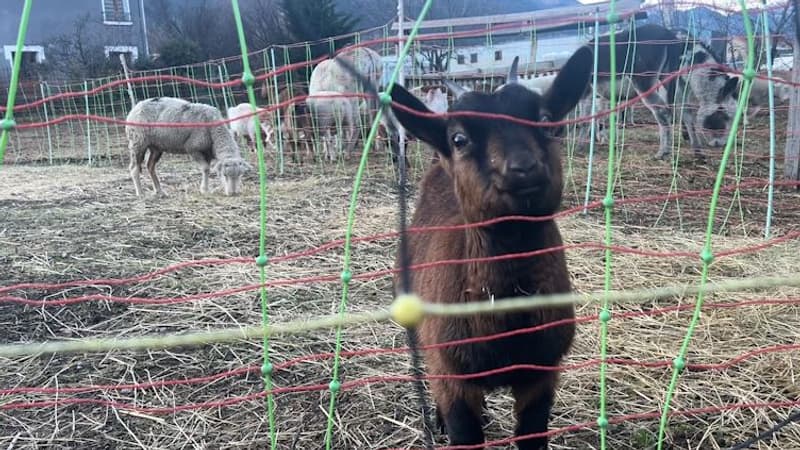 Hautes-Alpes: expulsée d'Eygliers, l'association One Love peine à trouver un nouveau refuge et de l'aide