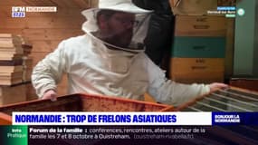 Calvados: l'explosion du nombre de frelons asiatiques, une menace pour les abeilles