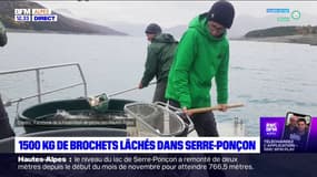 Lac de Serre-Ponçon: lâcher massif de 1500kg de brochets