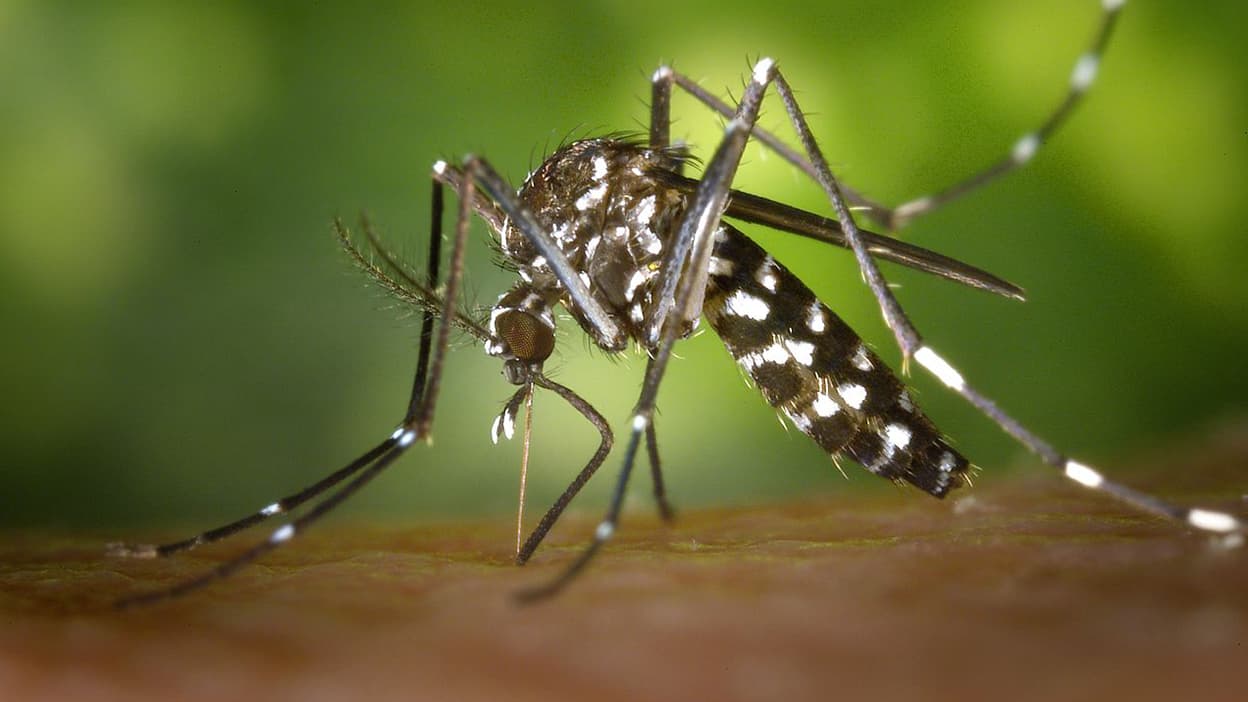Operazione di controllo delle zanzare da giovedì sera a venerdì a causa della febbre dengue