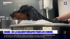 Digne-les-Bains: des séances de balnéothérapie pour les chiens