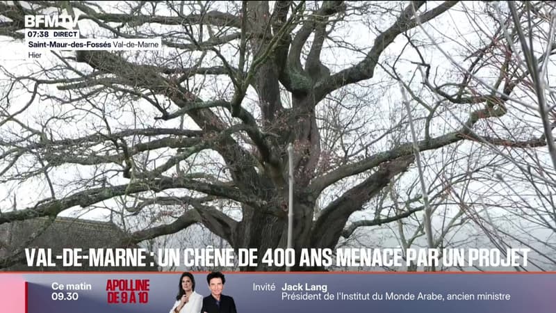 Val-de-Marne: des habitants de Saint-Maur alertent sur l'avenir d'un chêne de 400 ans menacé par un projet immobilier