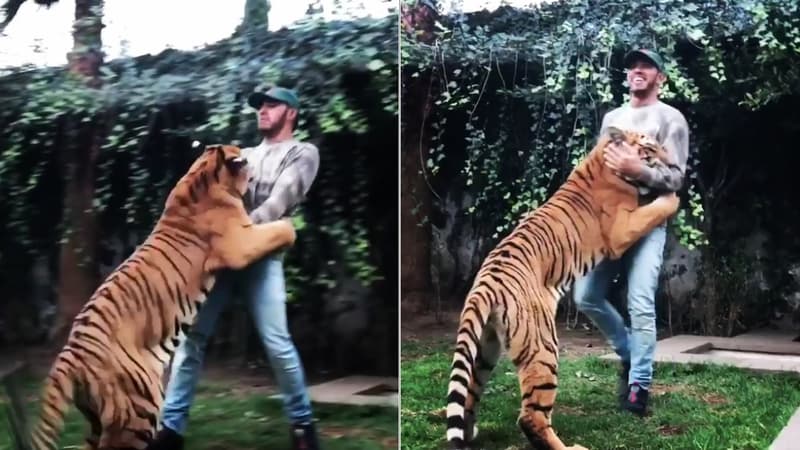 Lewis Hamilton et son ami le tigre