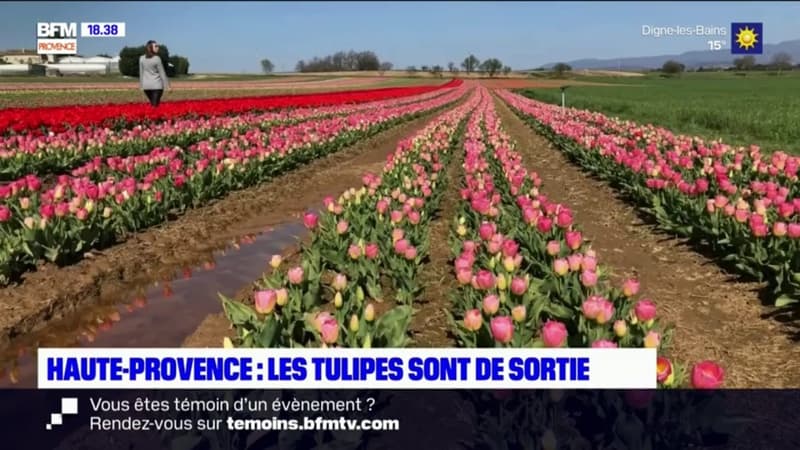 Haute-Provence : Festival de couleurs dans les champs de Tulipes de La Brillanne et de Lurs
