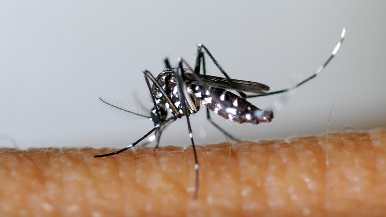 a mosquito handle procedure in Saint-Didier-au-Mont-d’Or soon after two cases of dengue fever