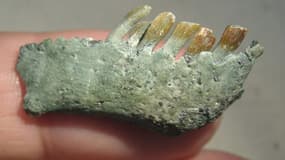 Une partie de la mâchoire et des dents du Chilesaurus Diegosuarezi