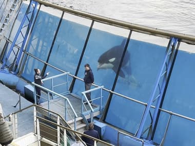 Une orque du parc Marineland d'Antibes, quelques jours avant sa fermeture en janvier 2025 (image d'illustration).