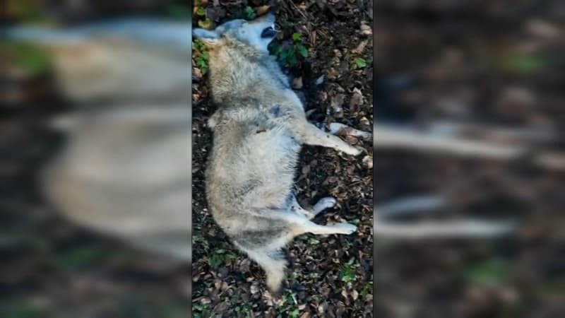 L'animal percuté près de Fontainebleau est bien un loup gris.