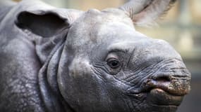 668 rhinocéros ont été tués par des braconniers en Afrique du Sud en 2012