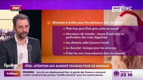 On n'a pas osé vous en parler : Fêtes, attention aux aliments  toxiques pour les animaux - 26/12