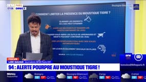 Moustiques-tigres: le Val-de-Marne en alerte pourpre, le niveau maximal de vigilance