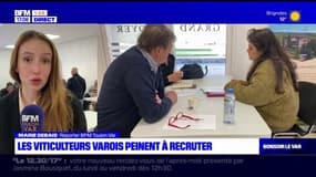 Var: une journée de recrutement organisée pour les viticulteurs, qui peinent à embaucher