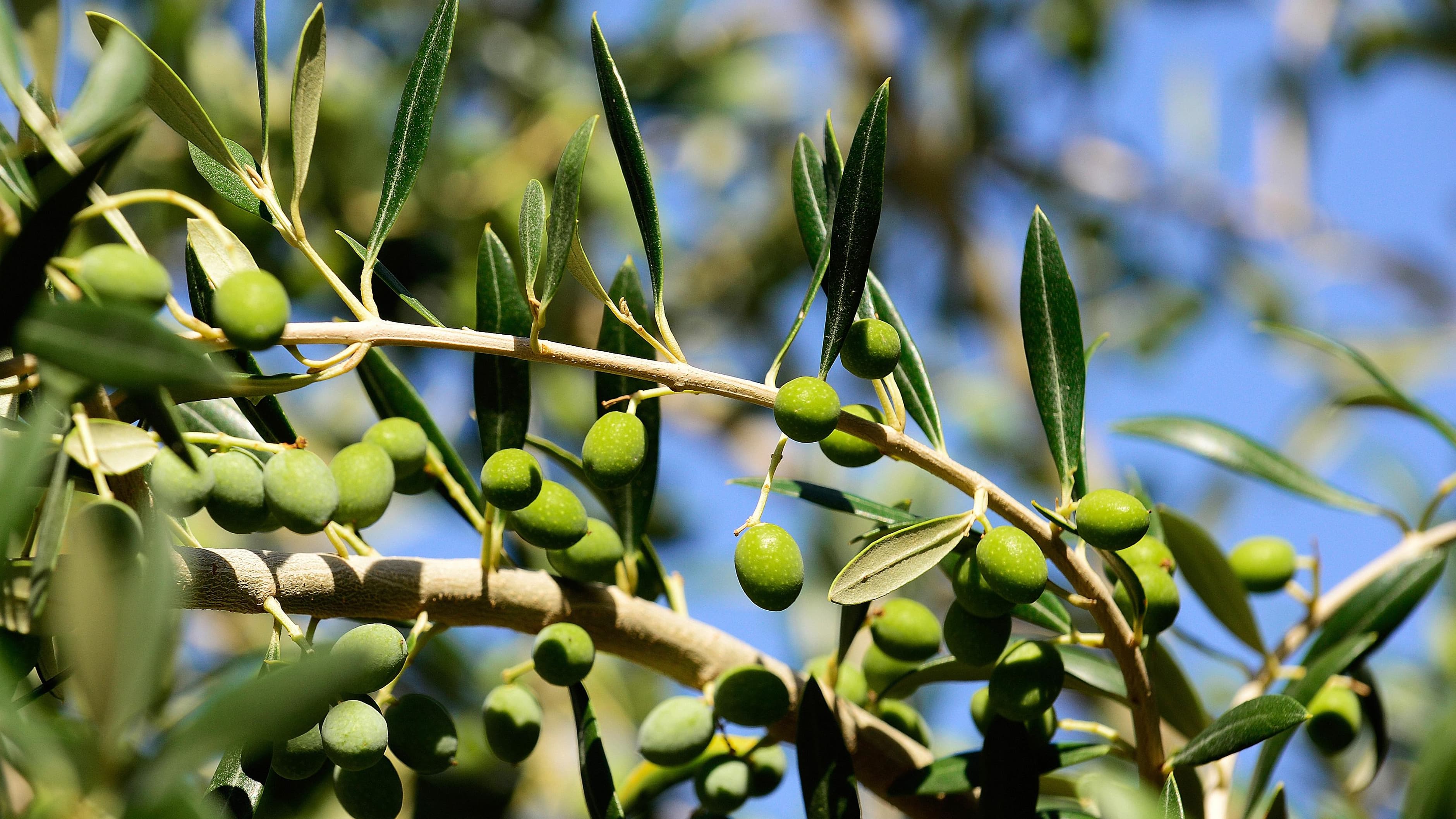 Sécheresse, spéculation… Pourquoi le prix de l'huile d'olive