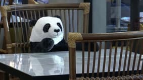 Thaïlande: À Bangkok, des pandas en peluche sur les sièges des restaurants pour faire respecter la distanciation sociale