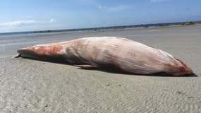 Le jeune rorqual commun échoué sur la plage de Penmarc'h.