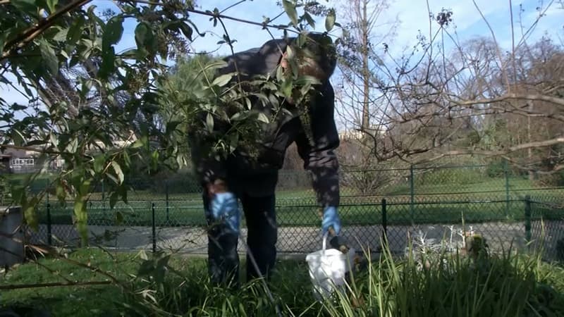 Un employé de la mairie en train de déposer du raticide sur le Champ de Mars