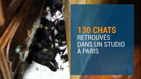 130 chats maltraîtés retrouvés dans un appartement parisien
