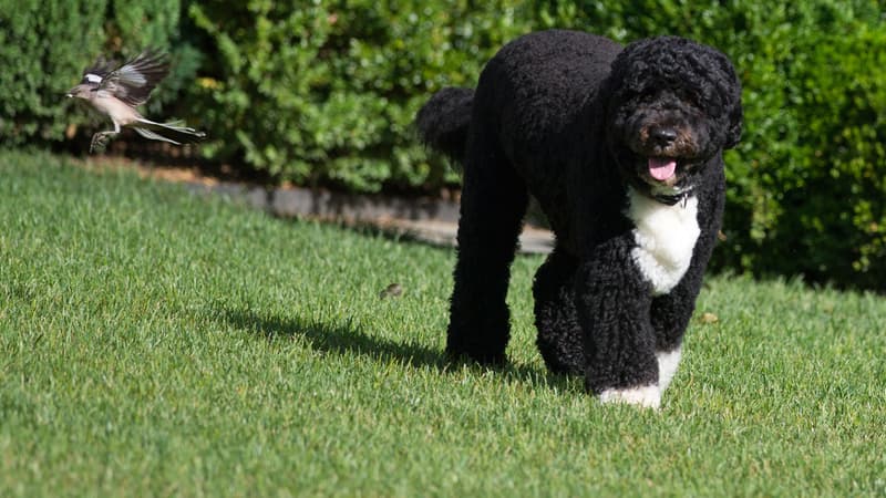 Un homme voulait enlever Bo, le chien de la famille Obama