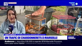 Marseille: le fléau du trafic de chardonnerets élégants, petit oiseau très prisé au marché noir