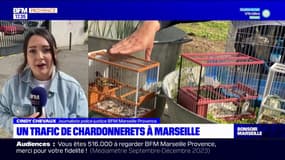 Marseille: le fléau du trafic de chardonnerets élégants, petit oiseau très prisé au marché noir