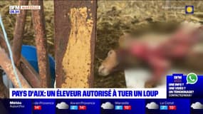 Pays d'Aix: après plusieurs attaques, un berger autorisé à tuer un loup