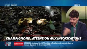 Dupin Quotidien : Attention aux intoxications par les champignons - 27/10