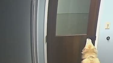 Un chien à réussir à s'enfuir de sa clinique vétérinaire lundi 10 avril, aux Etats-Unis.