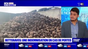 Néonicotinoïdes: une indemnisation en cas de pertes pour les betteraviers du Nord-Pas-de-Calais