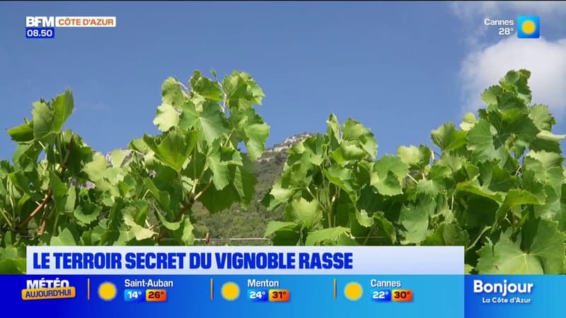 L'été chez nous : découverte du vignoble Rasse à St-Jeannet