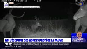 A8: l'écopont des Adrets protège la faune