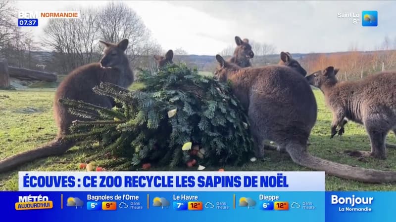 Écouves: le zoo recycle les sapins de Noël pour les donner aux animaux