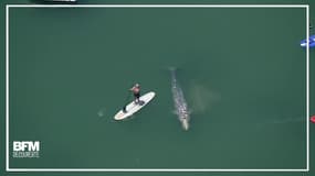 En Californie, cette baleine s'est approchée très près de la côte