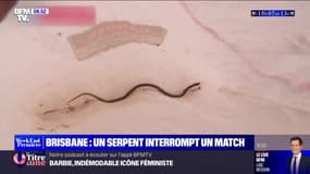 Tennis: un match de qualification du tournoi de Brisbane interrompu par un serpent venimeux