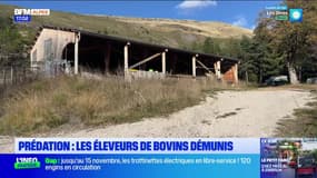 Prédation dans les Alpes-de-Haute-Provence: les éleveurs bovins démunis