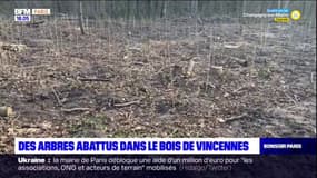 Des arbres abattus dans le bois de Vincennes