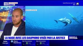 La justice veut faire respecter l'interdiction de nager avec les dauphins