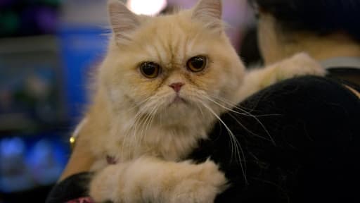 Un salon des animaux de compagnie au centre de convention de Corferias à Bogota, en Colombie le 24 octobre 2014