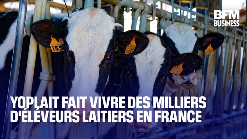 Comment maintenir l'élevage laitier en France ?