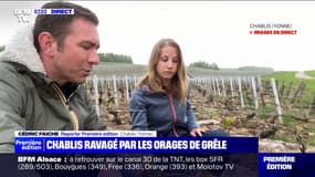 "On a jamais vu ça": cette viticultrice du Chablis, se désole après les violents orages de grêle qui ont frappé son vignoble