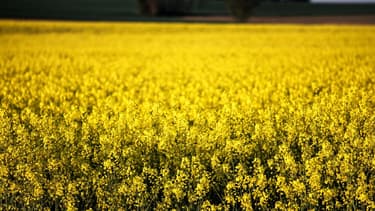 Selon le groupe Avril, 1 hectare de Colza cultivé en France permet la coproduction de 1000 litres d’huile, de 2000 kilogrammes de tourteaux pour la nourriture animale.